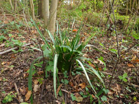Iris foetidissima